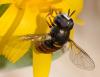 363070 – Photo : ANDRE LABETAA – France (66)