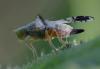 363736 – Photo : ANDRE LABETAA – France (66)