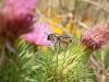 363466 – Photo : Emilien Gonzalez – France (84)