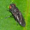 Paralimna sp.