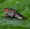 363783 – Photo : Bernard Perthuis – Guyane française