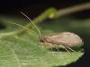 Lepidostoma basale