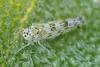 Eupteryx melissae