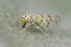 Eupteryx melissae