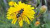 363818 – Photo : Jean VINCENT – France (26)