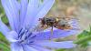 363979 – Photo : Jean VINCENT – France (69)