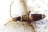 Entomobrya dorsalis