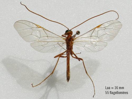 Indéterminé
