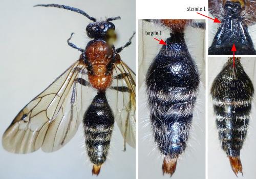 Smicromyrme sp.