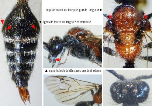 Smicromyrme sp.