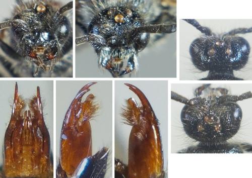 Smicromyrme sp.