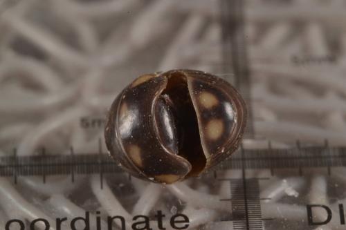 Glomeris sp.