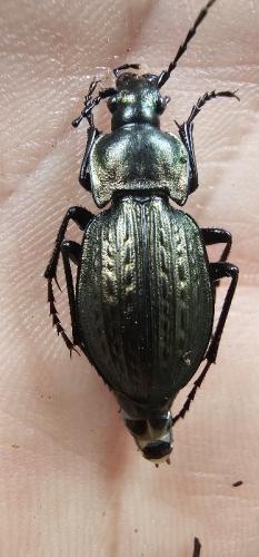 Carabus vagans