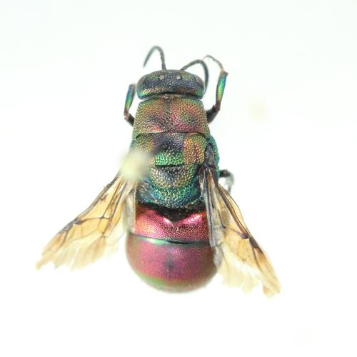 Hedychrum rutilans