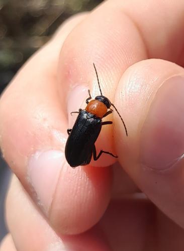 Réf. 364 140 : Zonitis fernancastroi