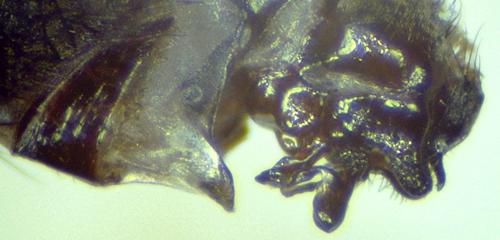 Réf. 364 657 : Sarcophila meridionalis