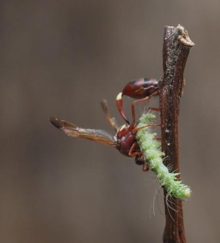 Delta sp.