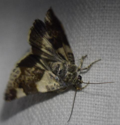 Acontia lucida