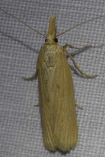 Ematheudes punctella