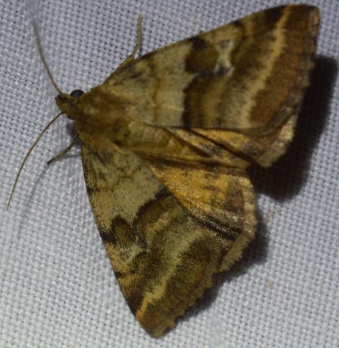 Synthymia fixa