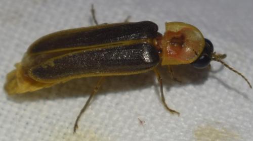 Réf. 364 348 : Nyctophila reichii Réf. 364 348 : Nyctophila reichii