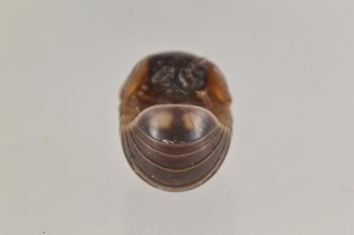 Glomeris sp.