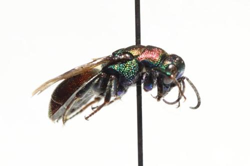 Hedychrum rutilans