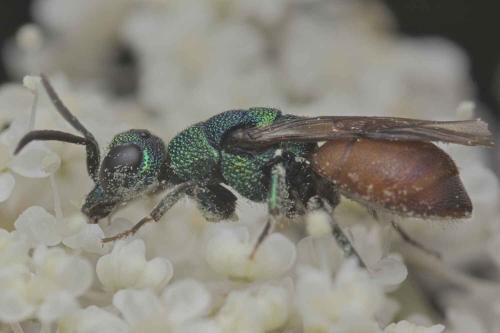 Hedychridium (roseum)