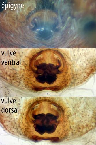 Dendryphantes rudis