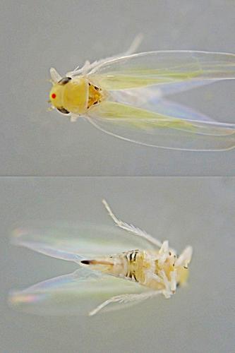 Zygina eburnea