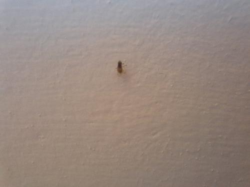 Chloropinae