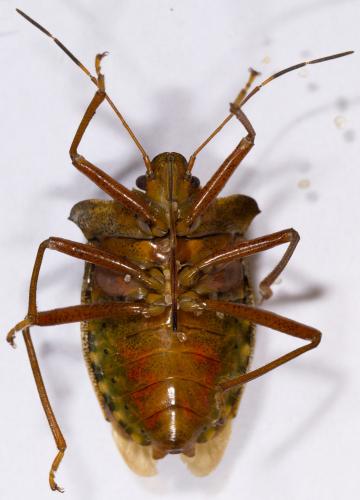 Pentatoma rufipes