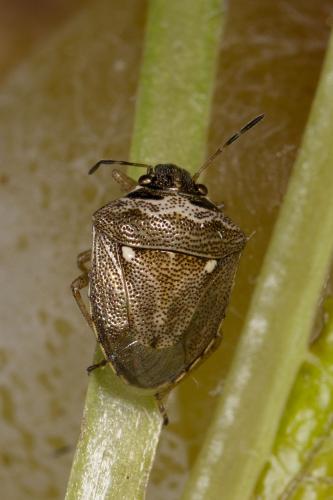 Eysarcoris ventralis