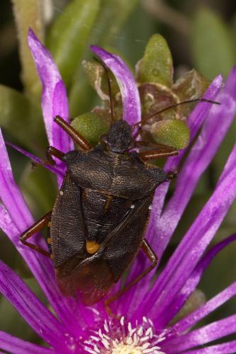 Pentatoma rufipes