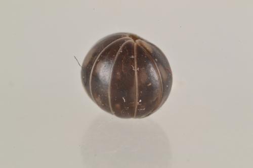 Glomeris sp.