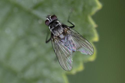 Limnophora maculosa
