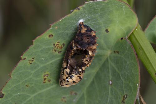 Melitaea didyma