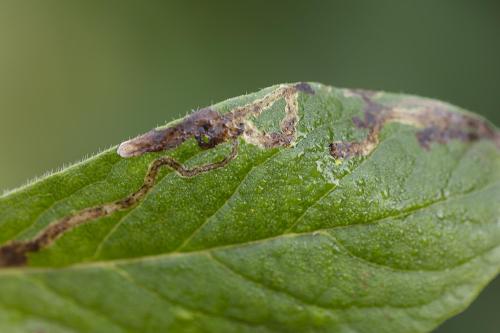 Réf. 364 123 : Aulagromyza fallax