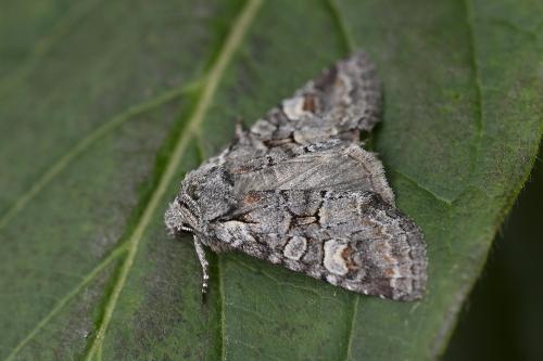 Réf. 364 132 : Brachylomia viminalis