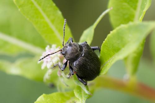 Bromius obscurus