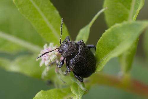 Bromius obscurus