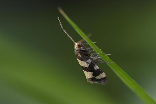 Lampronia rupella