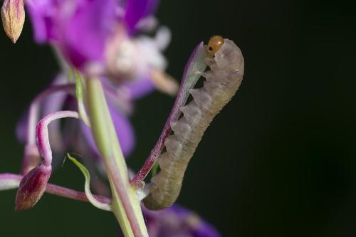 Tenthredininae