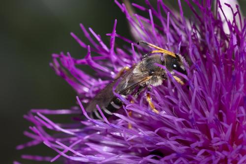 Halictus sexcinctus