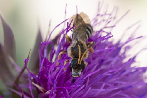 Halictus sexcinctus