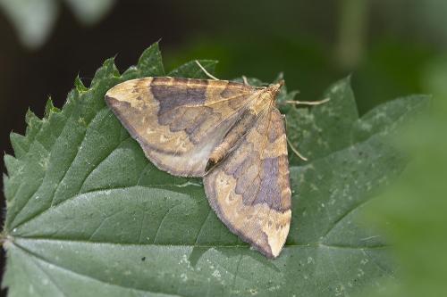 Eulithis populata