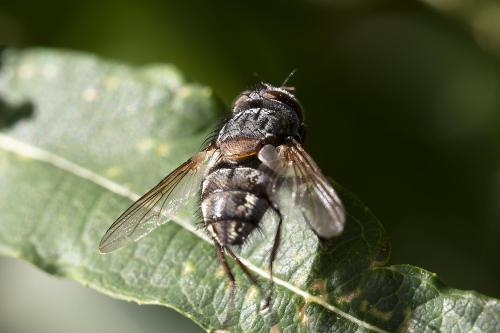 Carcelia sp.