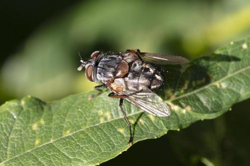 Carcelia sp.
