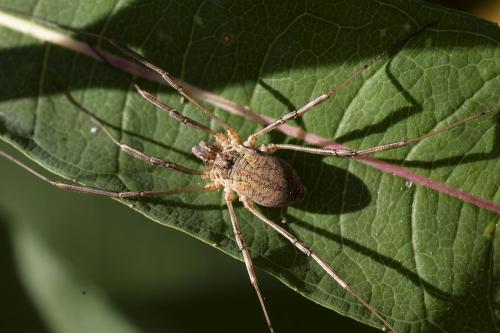 Mitopus morio