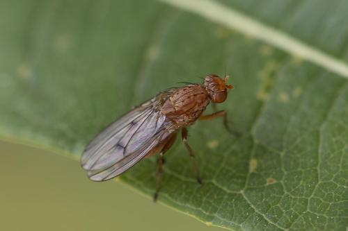 Suillia affinis